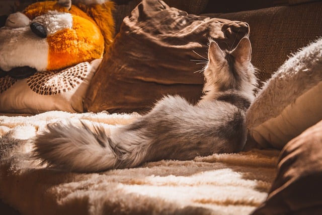 Free download cat domestic cat apartment inside free picture to be edited with GIMP free online image editor