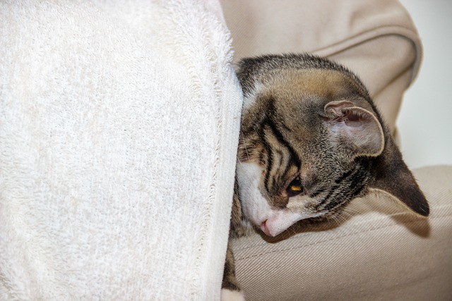 הורדה חינם של חתול גזע חתול ביתי תמונה בחינם לעריכה עם עורך תמונות מקוון בחינם של GIMP