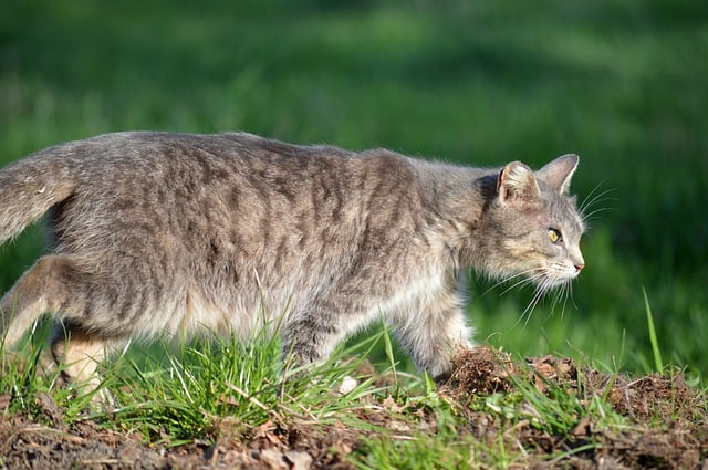 Free download cat domestic cat garden stalk free picture to be edited with GIMP free online image editor