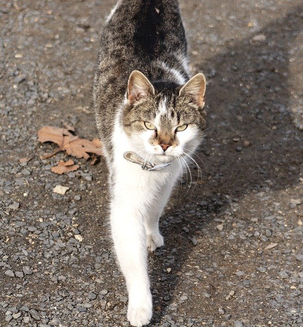 ດາວໂຫລດຟຣີ Cat Domestic Kitten - ຮູບພາບຫຼືຮູບພາບທີ່ບໍ່ເສຍຄ່າເພື່ອແກ້ໄຂດ້ວຍຕົວແກ້ໄຂຮູບພາບອອນໄລນ໌ GIMP