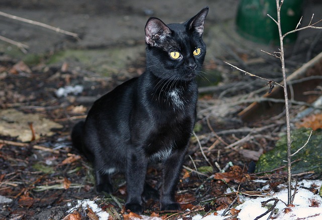 免费下载家养宠物黑色流浪猫免费图片，使用 GIMP 免费在线图像编辑器进行编辑