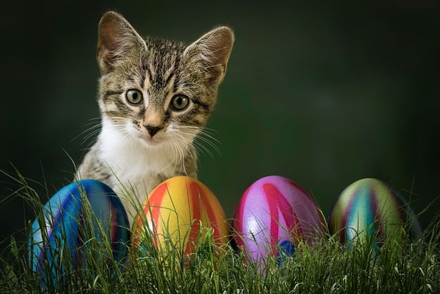 Free download cat easter eggs meadow free picture to be edited with GIMP free online image editor