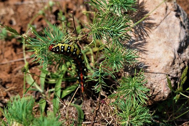Descarga gratuita Caterpillar Animal Insect Close - foto o imagen gratuita para editar con el editor de imágenes en línea GIMP