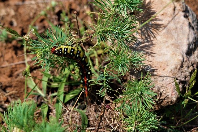 Gratis download Caterpillar Animal Insect Close - gratis foto of afbeelding om te bewerken met GIMP online afbeeldingseditor