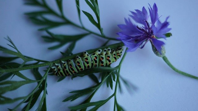 Bezpłatne pobieranie Caterpillar Animal Larva - bezpłatne zdjęcie lub obraz do edycji za pomocą internetowego edytora obrazów GIMP