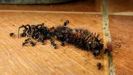 Free download Caterpillar Ants Insects -  free video to be edited with OpenShot online video editor