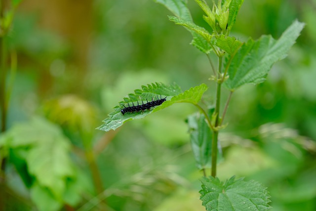 Free download caterpillar black peacock butterfly free picture to be edited with GIMP free online image editor