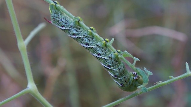 دانلود رایگان Caterpillar Bug In - عکس یا تصویر رایگان قابل ویرایش با ویرایشگر تصویر آنلاین GIMP