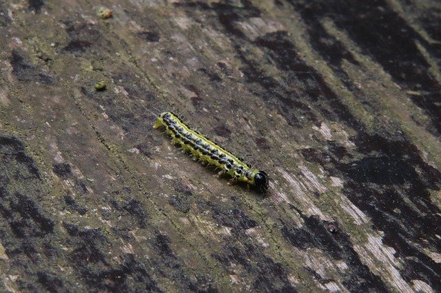 Free download Caterpillar Butterflies Beauty -  free photo or picture to be edited with GIMP online image editor
