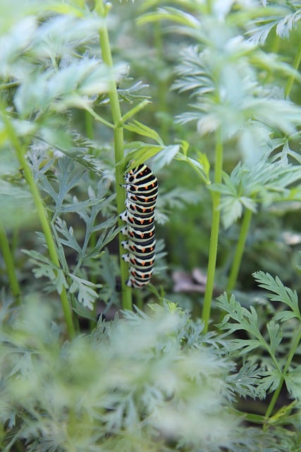 Free download Caterpillar Butterfly Insect -  free photo or picture to be edited with GIMP online image editor