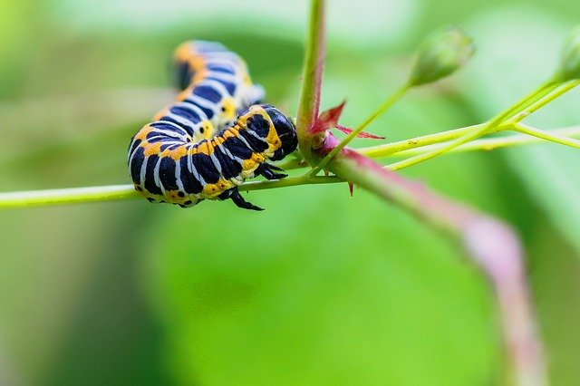 ດາວ​ໂຫຼດ​ຟຣີ caterpillar cos monk ຮູບ​ພາບ​ຟຣີ​ທີ່​ຈະ​ໄດ້​ຮັບ​ການ​ແກ້​ໄຂ​ທີ່​ມີ GIMP ຟຣີ​ບັນ​ນາ​ທິ​ການ​ຮູບ​ພາບ​ອອນ​ໄລ​ນ​໌​