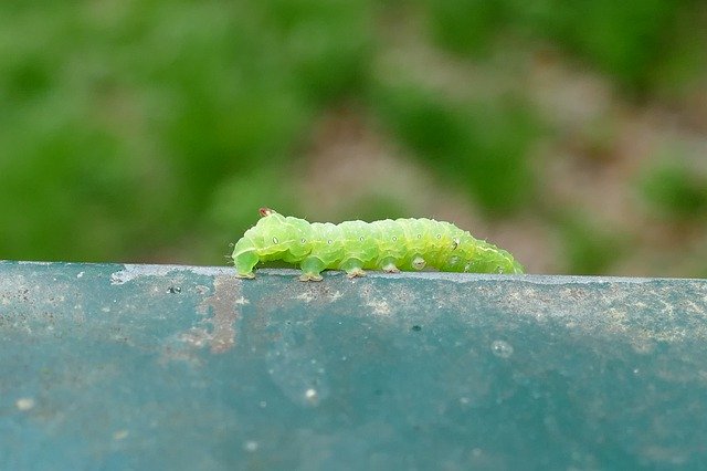 Muat turun percuma Caterpillar Crawl Close Up - foto atau gambar percuma untuk diedit dengan editor imej dalam talian GIMP