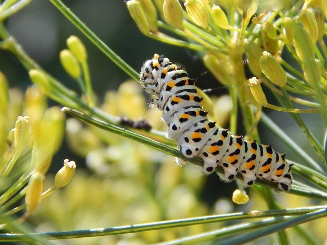 Unduh gratis Caterpillar Dovetail Garden - foto atau gambar gratis untuk diedit dengan editor gambar online GIMP