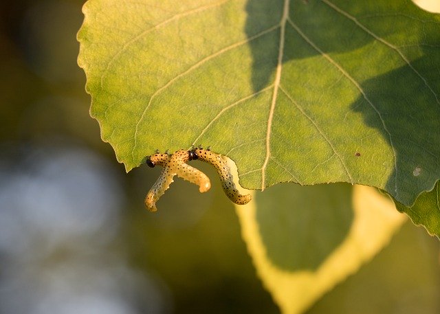 Free download Caterpillar Feast Nature -  free photo or picture to be edited with GIMP online image editor