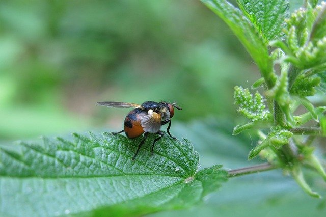 Descarga gratuita Caterpillar Fly Tree Bugs: foto o imagen gratuita para editar con el editor de imágenes en línea GIMP