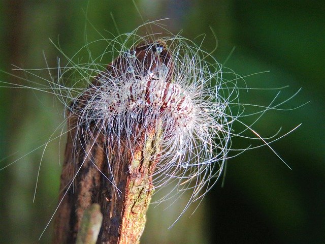 Free download Caterpillar Furry Hairy -  free photo or picture to be edited with GIMP online image editor