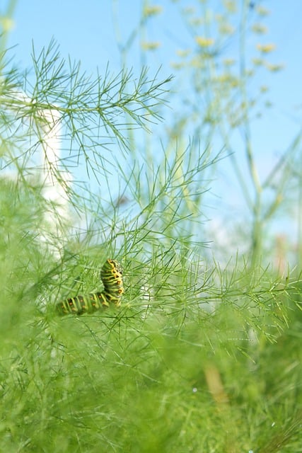 Free graphic caterpillar garden insect larva to be edited by GIMP free image editor by OffiDocs