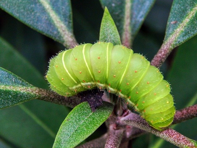 Free download Caterpillar Green -  free photo or picture to be edited with GIMP online image editor