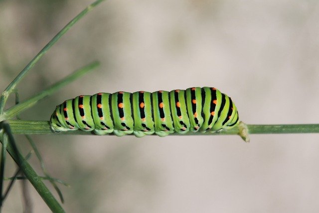 Téléchargement gratuit de Caterpillar Green Nature - photo ou image gratuite à éditer avec l'éditeur d'images en ligne GIMP