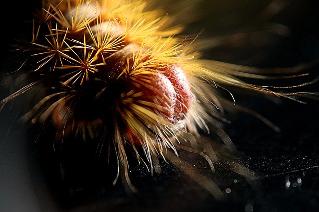 Free download Caterpillar Hairy -  free photo or picture to be edited with GIMP online image editor