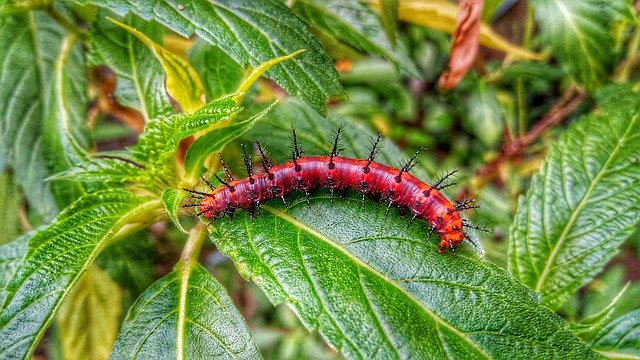 Free download Caterpillar Insect -  free photo or picture to be edited with GIMP online image editor