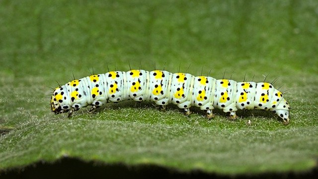 Free download caterpillar insect animal larva free picture to be edited with GIMP free online image editor