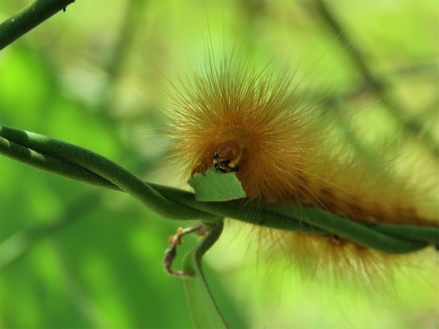 Free download Caterpillar Insect Bug -  free photo or picture to be edited with GIMP online image editor