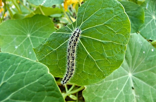 Free download Caterpillar Insect Green -  free photo or picture to be edited with GIMP online image editor