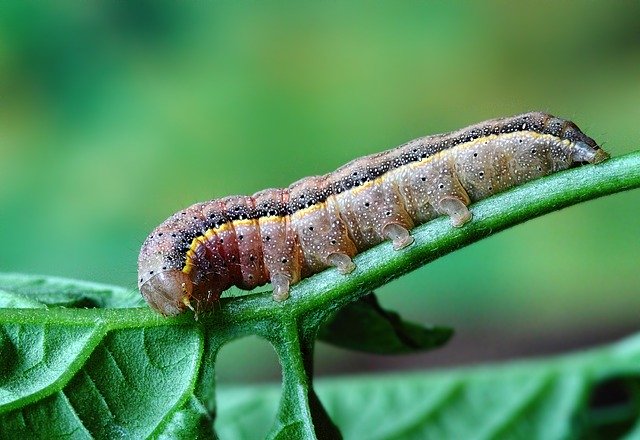 Free download Caterpillar Insect Larva -  free photo or picture to be edited with GIMP online image editor