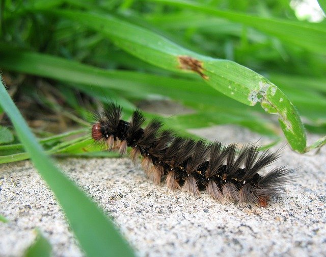 Free download Caterpillar Insects Metamorphosis -  free photo or picture to be edited with GIMP online image editor