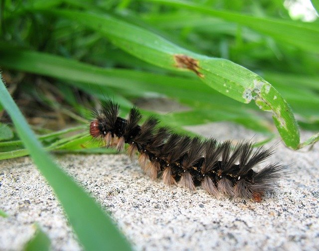 Безкоштовно завантажити Caterpillar Insects Metamorphosis - безкоштовне фото або зображення для редагування за допомогою онлайн-редактора зображень GIMP