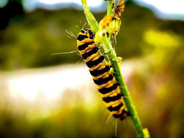 Free download Caterpillar Insects Nature -  free photo or picture to be edited with GIMP online image editor