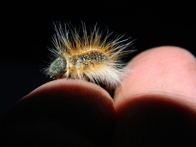 Free download Caterpillar Insect Trust -  free photo or picture to be edited with GIMP online image editor