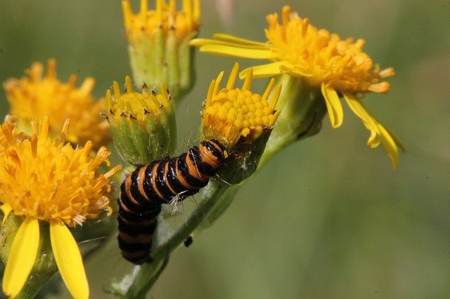 Ücretsiz indir Caterpillar Jacobsvlinder Böcekler - GIMP çevrimiçi resim düzenleyici ile düzenlenecek ücretsiz fotoğraf veya resim