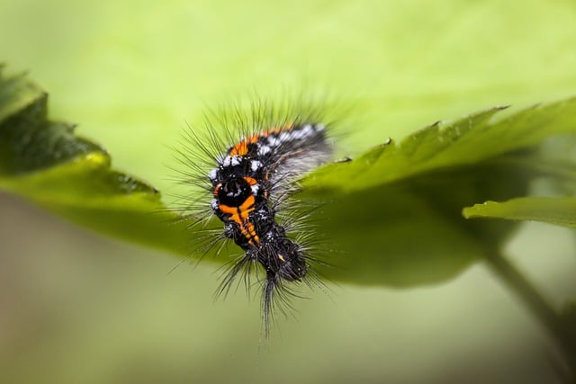 Бесплатно скачать гусеницу, личинку, бабочку, червя, бесплатную картинку для редактирования в GIMP, бесплатный онлайн-редактор изображений