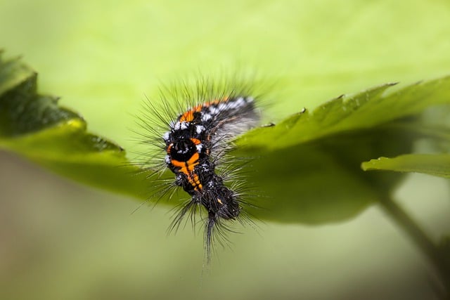 Téléchargement gratuit d'une image gratuite de ver de papillon de larve de chenille à modifier avec l'éditeur d'images en ligne gratuit GIMP