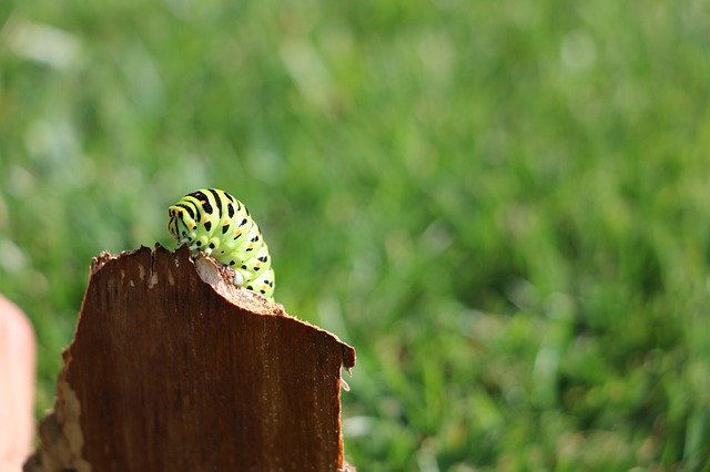 Descărcare gratuită Caterpillar Macro Insect - fotografie sau imagini gratuite pentru a fi editate cu editorul de imagini online GIMP
