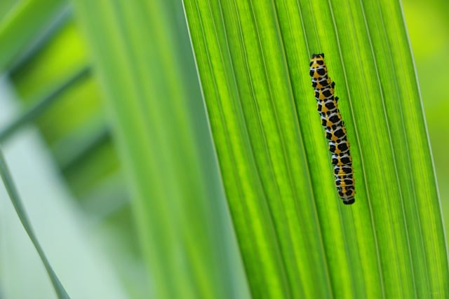Free download caterpillar plant insect green free picture to be edited with GIMP free online image editor