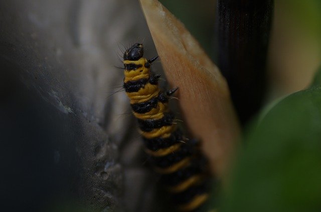 Descărcare gratuită Caterpillar Plant Nature - fotografie sau imagini gratuite pentru a fi editate cu editorul de imagini online GIMP