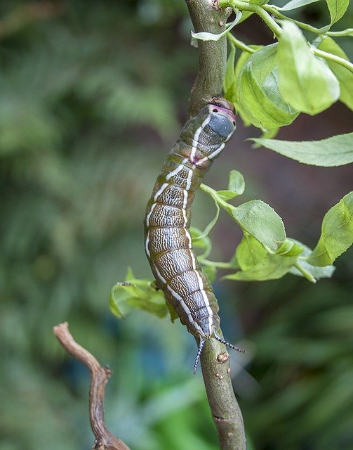 Free download Caterpillar Puss Moth Entomology -  free photo or picture to be edited with GIMP online image editor