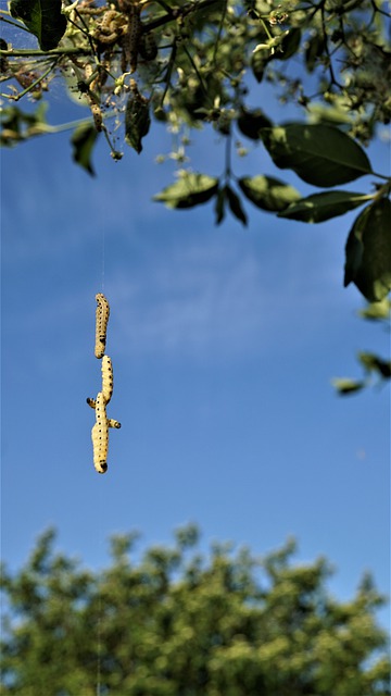 Free download caterpillars larvae insects animal free picture to be edited with GIMP free online image editor