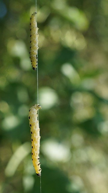Free download caterpillars thread be crazy free picture to be edited with GIMP free online image editor