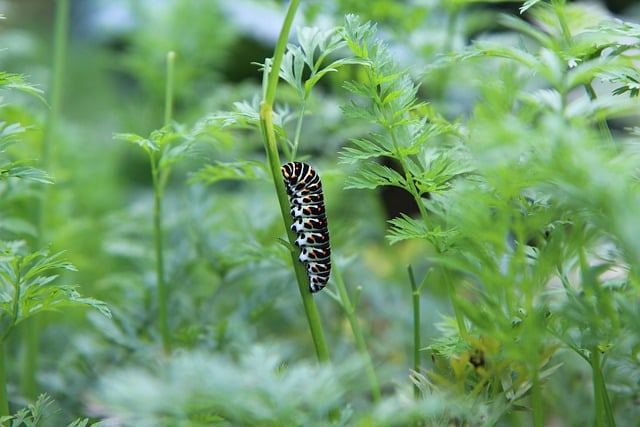 Free download caterpillar swallowtail caterpillar free picture to be edited with GIMP free online image editor