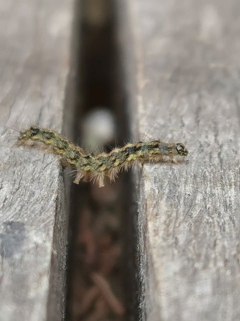 Free download caterpillar table splits entomology free picture to be edited with GIMP free online image editor