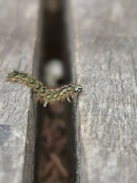 Téléchargement gratuit de la table Caterpillar divise l'image gratuite de macro à modifier avec l'éditeur d'images en ligne gratuit GIMP