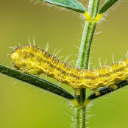 CATERPILLAR Theme  screen for extension Chrome web store in OffiDocs Chromium