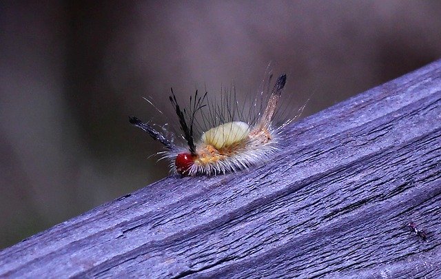Free picture Caterpillar Toxic White-Marked -  to be edited by GIMP free image editor by OffiDocs