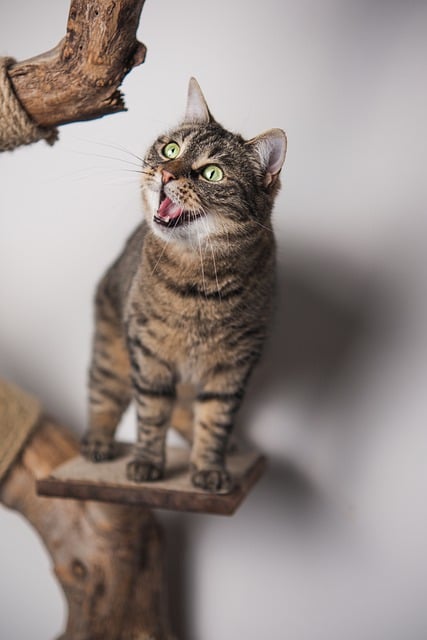 Free download cat european shorthair animal cute free picture to be edited with GIMP free online image editor