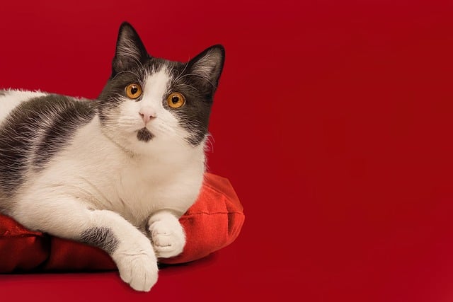 猫ヨーロピアンショートヘアの枕を無料ダウンロード GIMP で編集できる無料オンライン画像エディター