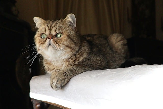 Free download cat exotic shorthair purebred free picture to be edited with GIMP free online image editor